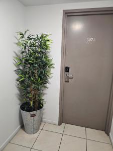 een plant in een pot naast een deur bij 1 bedroom, self contained apartment in resort complex in Caloundra