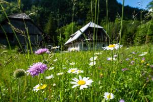 un campo de flores frente a una casa en Traditional homestead Guhar in Radovna en Mojstrana