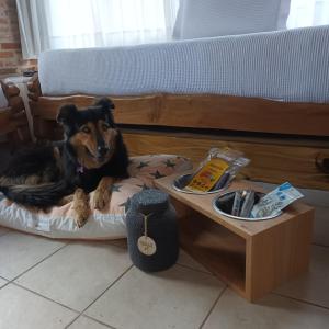un perro tirado en una cama junto a una mesa en Carilo Village Apart Hotel & Spa en Cariló