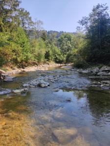 a river with rocks and trees in the background at Haus Olga in Hörbranz