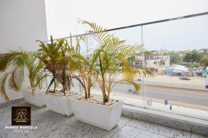 eine Reihe von Topfpflanzen, die auf einem Fensterbrett sitzen in der Unterkunft Appart Winnie/ Ramses in Cotonou