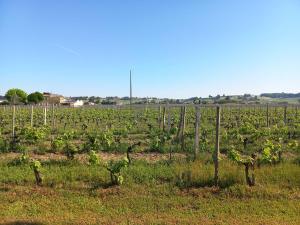 een wijngaard met een bos wijnstokken in een veld bij La Girondine de Ferrand Lartigue in Saint-Émilion