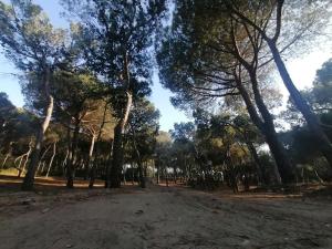 a dirt road in a forest with trees at Agricampeggio La Pineta in Lesina
