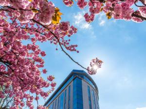 a building with pink cherry blossoms in front of it at Sofitel Luxembourg Le Grand Ducal in Luxembourg