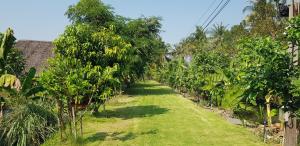 a row of banana trees in a field of grass at IKWAI Camping in Ban Hom Kret (2)