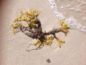 uma planta morta na areia na praia em Eikkater 4 EG em Graal-Müritz