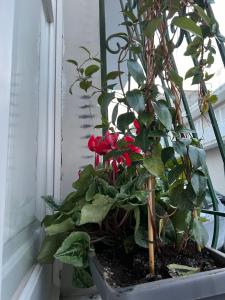 una pianta con fiori rossi in una finestra di AS Apartment a Frattamaggiore