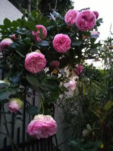 Ein Haufen rosa Rosen auf einem Zaun in der Unterkunft Maison des Peupliers in Bondy
