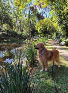 a dog on a leash standing next to a pond at Pousada Santuário Acalanto in São Roque