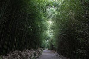 un camino de tierra a través de un bosque de bambú en WelcomeBuddy - Quinta D'Água en Furnas