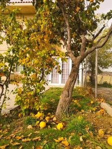 Zahrada ubytování Agradable casa con jardín: Casasola