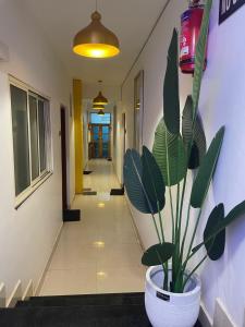 a hallway with a plant in a white pot at Yellow Sky in Baga