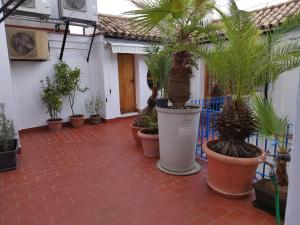 コルドバにあるPatio de la Escaleraの鉢植えの植物が茂る中庭