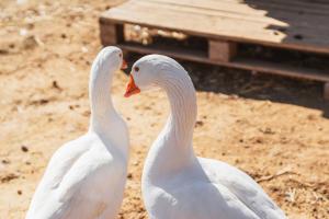 two white swans are standing next to a bench at Milea Agritourism - Farmhouse in Mantineia Arcadia in Kápsas