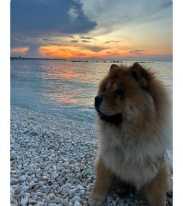 Afbeelding uit fotogalerij van La Perla del mare b&b in Bisceglie