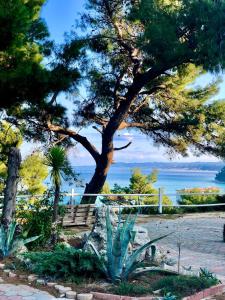 un albero con una scala di fronte all'acqua di RITA SEA VIEW a Kallithea