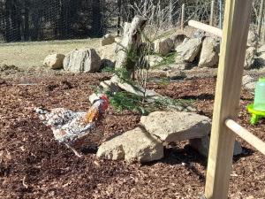 Ein Huhn steht im Dreck im Garten in der Unterkunft Holiday Home Chalet Sven by Interhome in Spiegelau