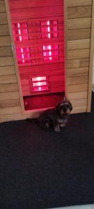 a dog sitting in front of a red door at Tata Vendégház in Tata +1 photo