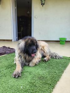 two dogs laying on a green rug on a porch at Goutanou 01200 in Châtillon-de-Michaille