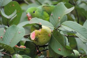 two birds are sitting on a tree branch at Recanto da Floresta Suites in Ubatuba