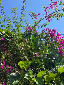 um ramo de flores cor-de-rosa numa planta em Recanto da Floresta Suites em Ubatuba