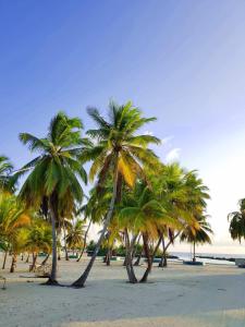 un grupo de palmeras en una playa de arena en Holiday home in Kamadhoo Island / Maldives, en Kamadhoo