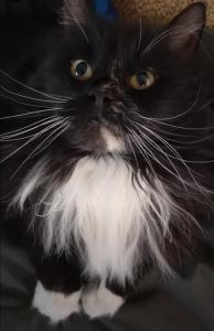 a black and white cat with a white beard at Kule gule huset in Svolvær