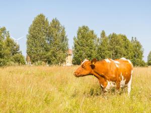 une vache brune et blanche debout dans un champ dans l'établissement Holiday Home Grand villa kemijoki by Interhome, à Kupari