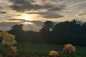 a field of flowers with the sunset in the background at Modern Countryside apartment Killmallock Lodge in Enniscorthy