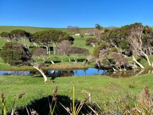 a group of trees in a field with a pond at Beach House with Sea Views and a Large Backyard in Devonport