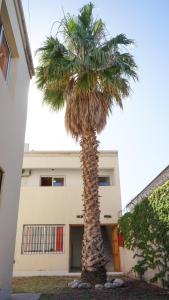 a palm tree in front of a building at Departamento céntrico 3 en Luján de Cuyo in Ciudad Lujan de Cuyo