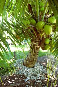 Un palmier avec une bande de bananes vertes dans l'établissement Bungalow Tiarii, avec accès direct à une plage privée, à Tevaitoa
