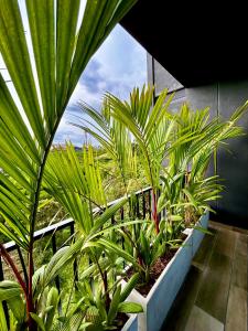 a group of palm trees in a room at INTO suites, suite de lujo in Armenia