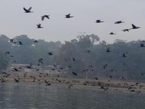una manada de aves volando sobre un cuerpo de agua en Crocodile Safari Camp, en Chitwan