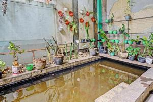 een groep potplanten op een muur met een plas water bij OYO 92726 Geulis Guest House Syariah in Padalarang