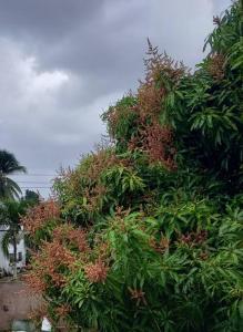 a pile of plants on the side of a building at Island Farmhouse-Cozy 1brApt/close to Piarco. in Tunapuna