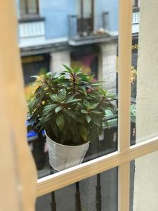 ビルバオにあるFIKA FLAT Casco ViejoPARKING 15 x díaの窓枠に座る鉢植え
