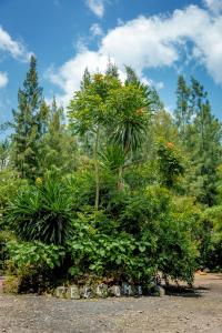 una agrupación de plantas y árboles en un parque en Fravan Eco Resort By Apogee, en Ruhengeri