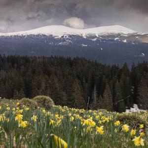 un campo de flores amarillas con una montaña cubierta de nieve en Studio chaleureux au départ des sentiers et pistes de ski en Lajoux