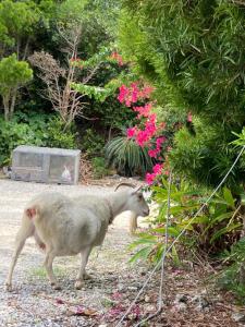 a goat walking through a garden with pink flowers at やどバンブー in Hateruma