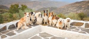 un gruppo di cani seduti sopra un muro di Cortijo La Vista a Órgiva