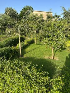 une cour verdoyante avec des arbres et un bâtiment dans l'établissement Villa Eve, à Rufisque