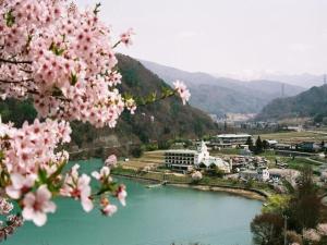 vistas a un lago con flores rosas en un árbol en Takato Sakura Hotel en Ina