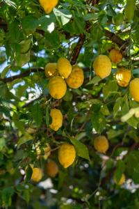 a bunch of yellow fruits hanging from a tree at Reginna Palace Hotel in Maiori