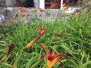 3 Sterne FH Fürstenwalde في فرستيتفالد: حديقة بها زهور ملونة على العشب