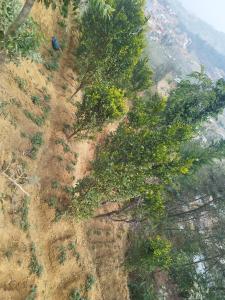uma vista superior das árvores num campo com uma montanha em Balthali himalaya view point restro em Panaoti