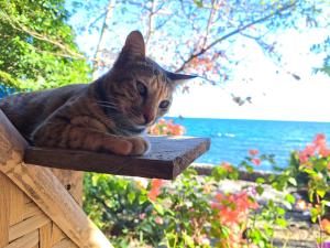 un gato sobre un banco de madera en Paseo Del Mar Seaside Inn, en Jagna
