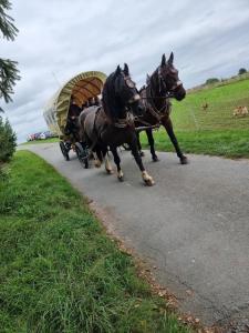 Zvířata v hotelu nebo okolí