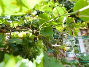 Une bande de raisins verts suspendus à un arbre dans l'établissement Vacation holiday happiness, à Quedlinbourg