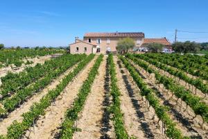 einen Weinberg mit einem Haus im Hintergrund in der Unterkunft Mas Viticole Les Cardelines with swimming pool - by feelluxuryholidays in Vacqueyras